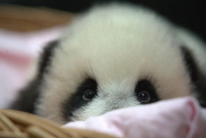 В Московском зоопарке показали, как малышка-панда делает первые попытки встать