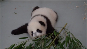 Московский зоопарк показал, как дочка панды Диндин мило трапезничает бамбуком