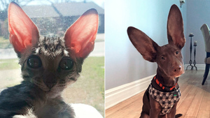 10 ушастых фото странных питомцев, которых вы точно захотите забрать к себе домой