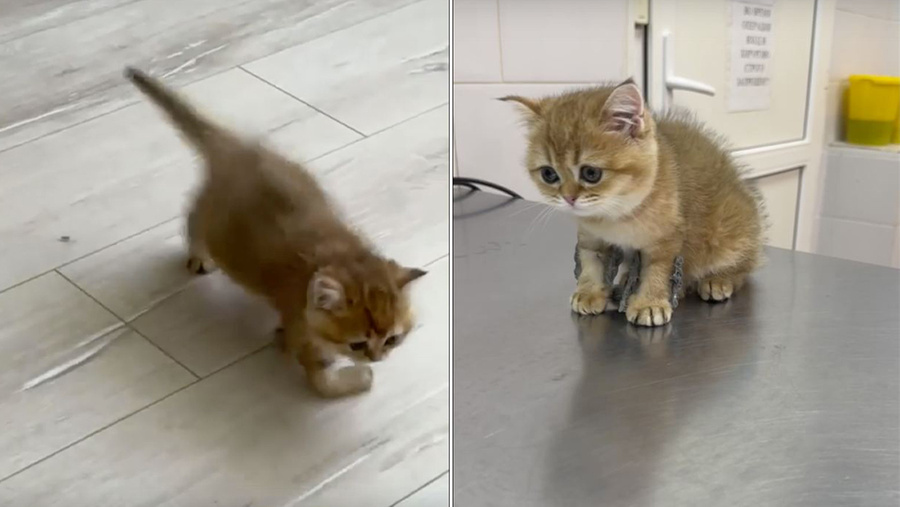 Двухмесячная британка Люси до операции и после. Обложка © VK / Ветеринарная клиника доктора Кутлиматова