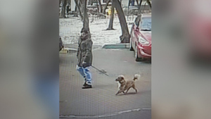 Последняя собака, украденная в Москве. Фото © Telegram / "360tv"