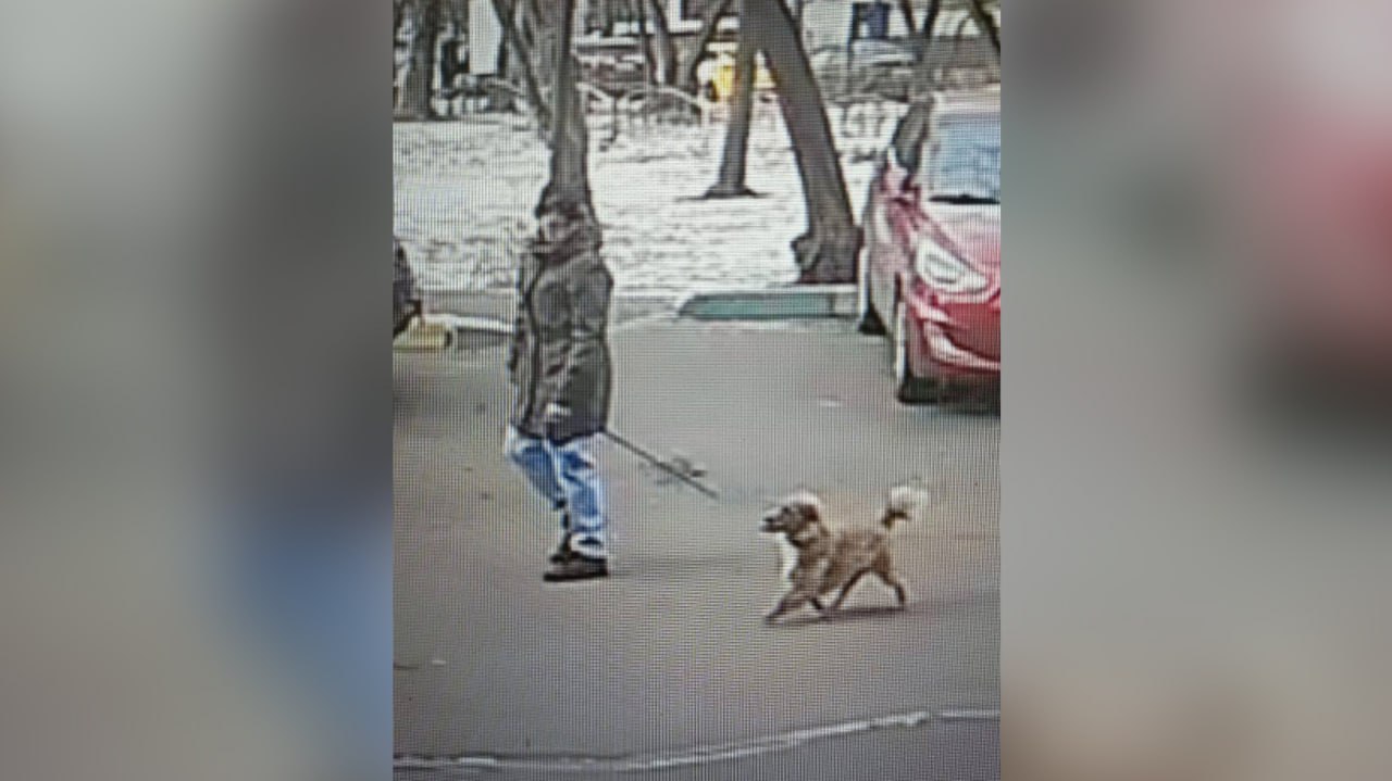 Последняя собака, украденная в Москве. Фото © Telegram / "360tv"