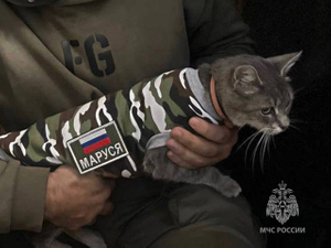 Боец особого назначения: Кошка Маруся из отряда #Семёнычи прибыла в зону СВО