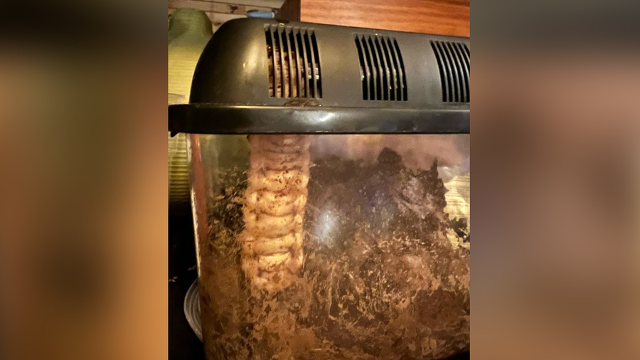 Огромная личинка жука, взращённая жителем Москвы. Обложка © VK / Сергей Раков