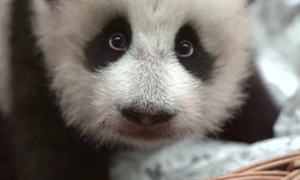 Важный этап: Малышка-панда из Московского зоопарка начала ползать