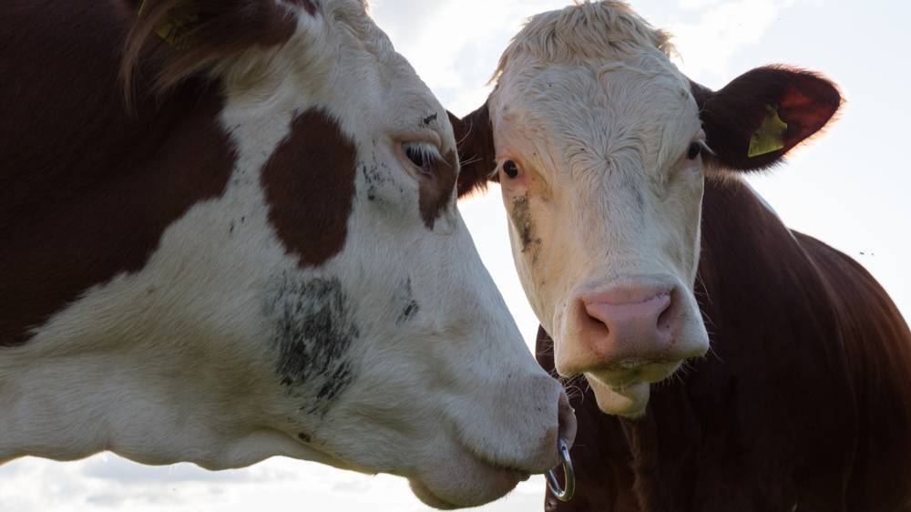 Коровы съели газон в центре Кисловодска, за что были отправлены на штрафстоянку