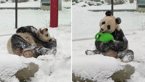 Камера сняла, как Жуи радостно валяется в снегу, пока Диндин нянчится с пандёнком