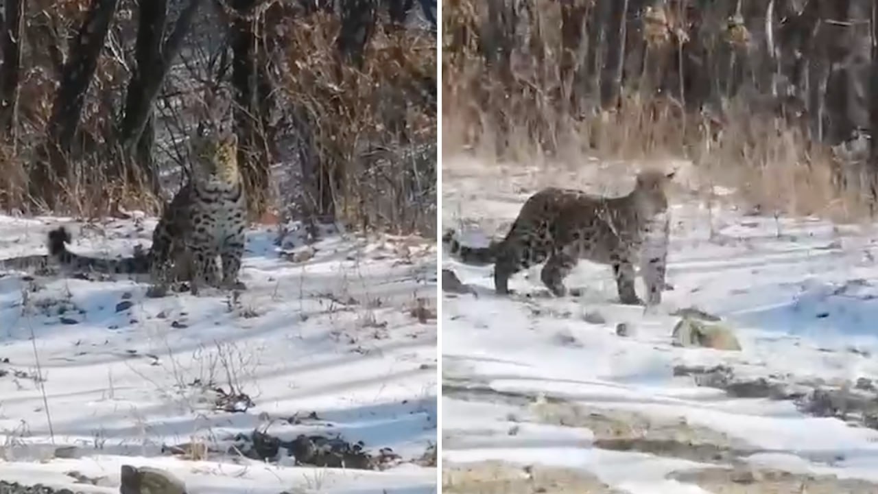 Сразу три леопарда вышли к людям в Приморье и попали на видео