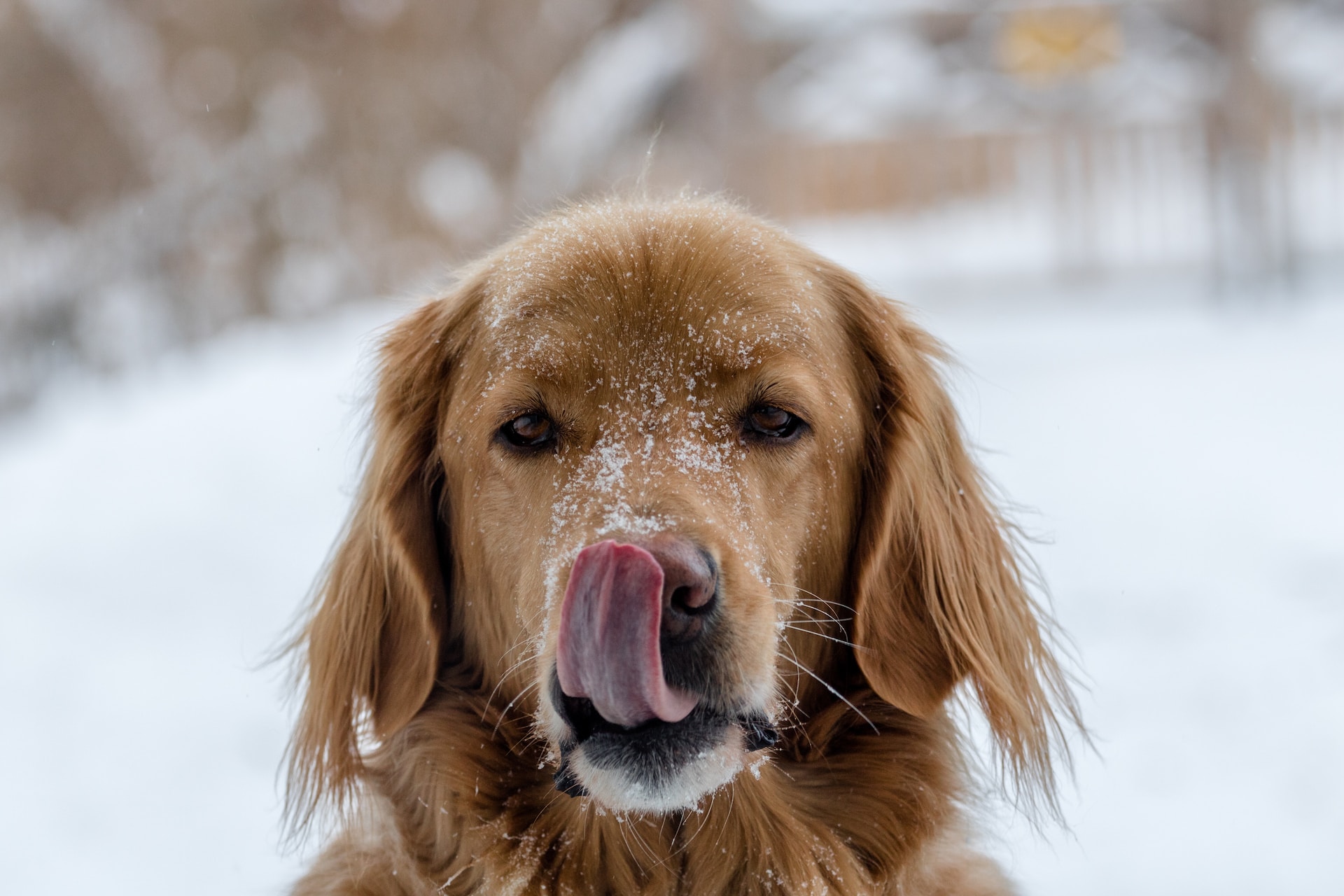 Расчёска в помощь: Россиянам рассказали, как уберечь собаку от зимних морозов