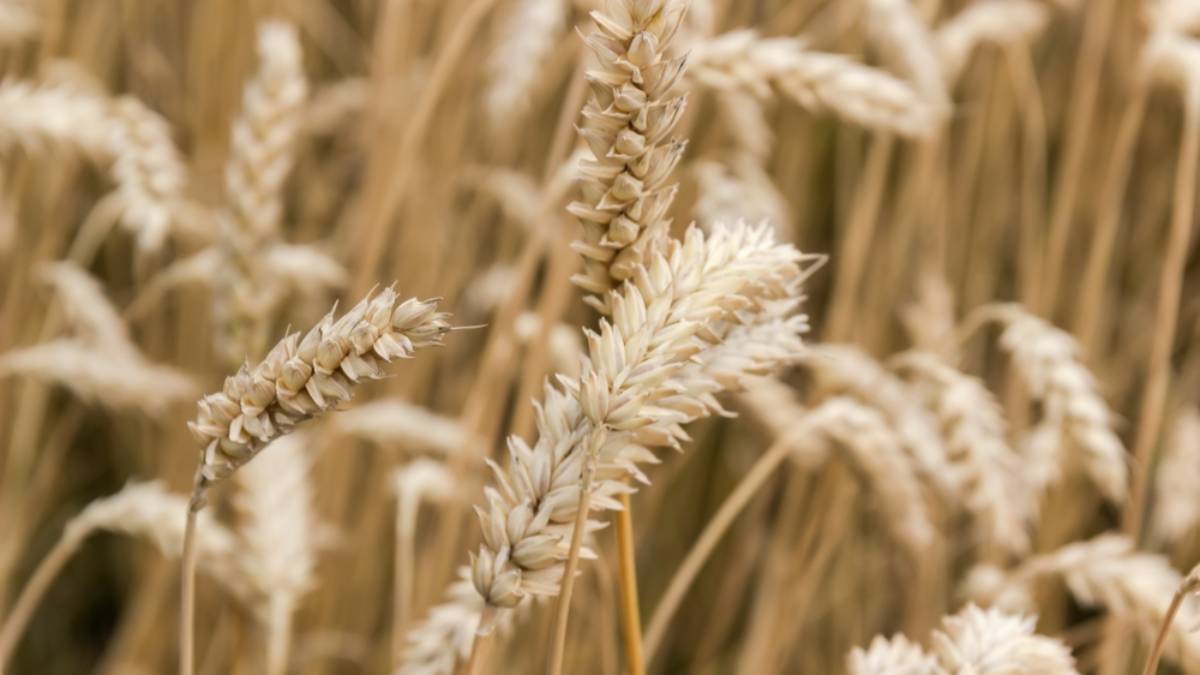 Россиянам объяснили, как запрет на вывоз твёрдой пшеницы скажется на ценах