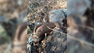 Казаки откопали тела погибших бойцов ВСУ, которые Киев спрятал, чтобы не платить их родным