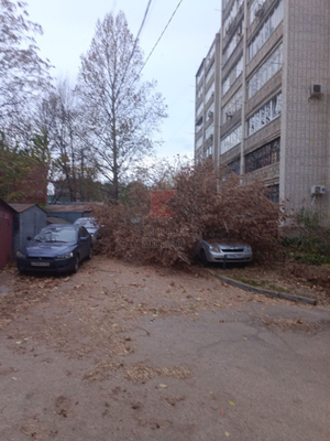 Поваленные деревья в Краснодаре Фото © t.me / krd_tipich_ru