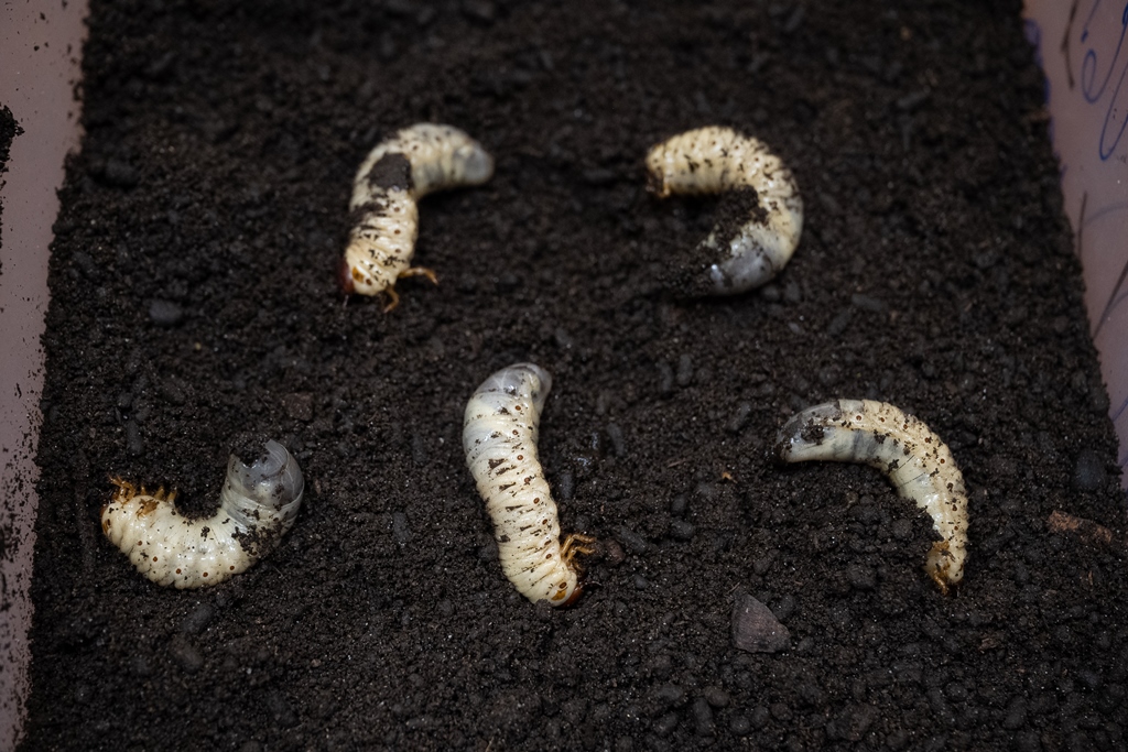 Биологи ТГУ научились выращивать жука-бронзовку с личинками для пищевых добавок. Фото © Томский государственный университет