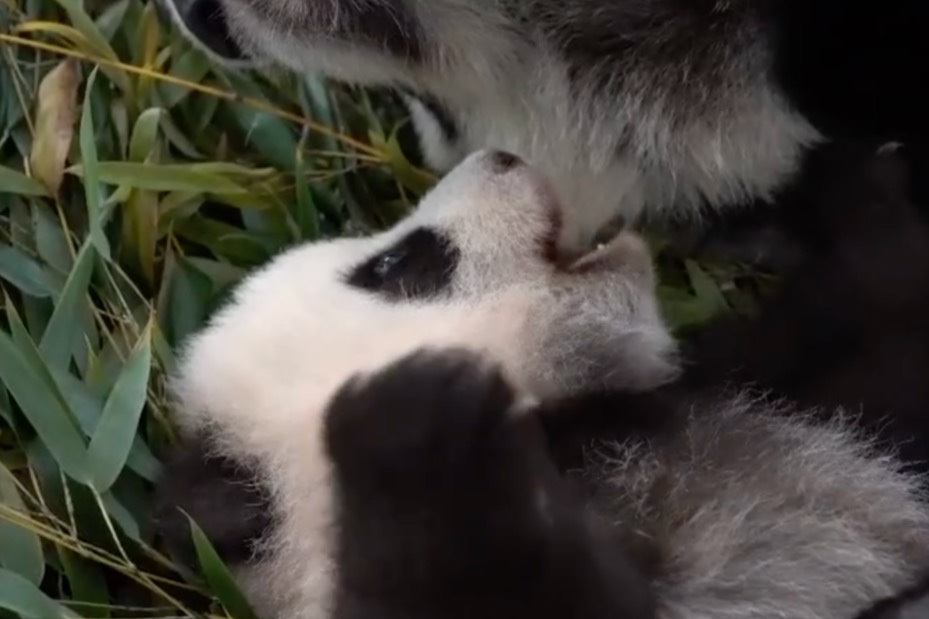 Играет, пока мама спит: Поклонников малышки-панды порадовали новым умилительным видео