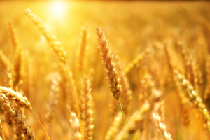 Спустя полгода: Литва возобновила импорт российского зерна