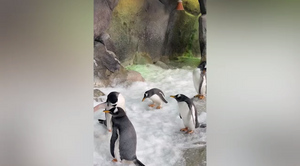В Московском зоопарке объяснили, почему у пингвинов не мёрзнут лапки даже зимой