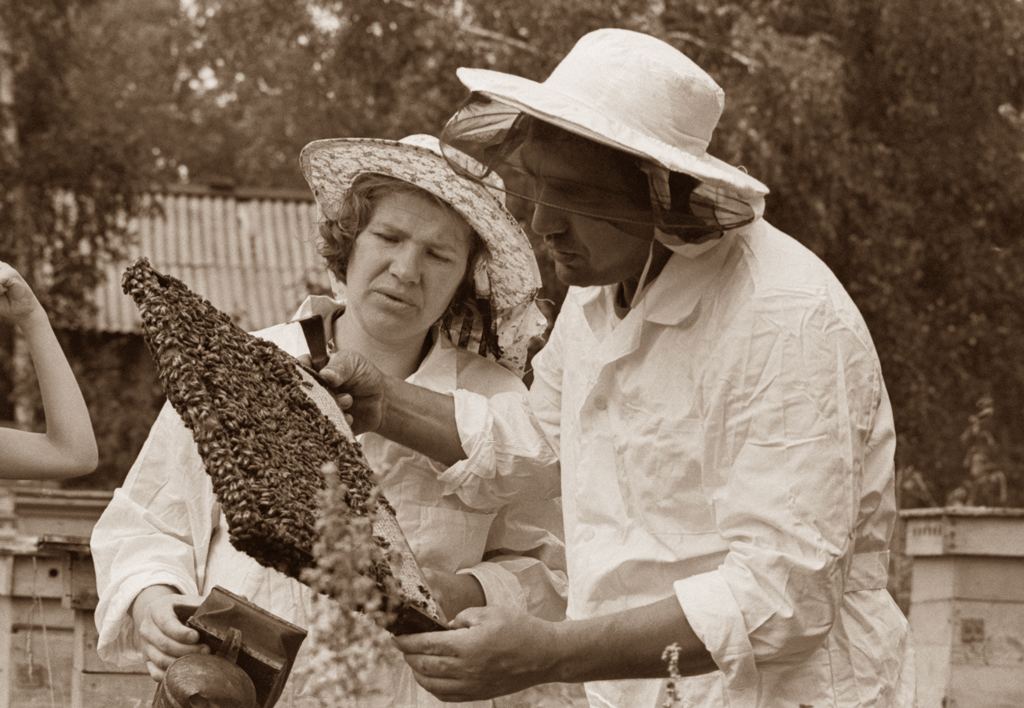 В хороший год один улей мог дать до ста килограммов мёда. На рынке мёд продавали по четыре-пять рублей за килограмм. Фото © ТАСС / Владимир Зинин