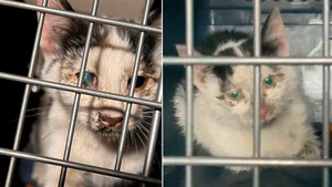 Котёнка-домовёнка с изумрудными глазами спасли из недельного плена в Москве и дали ему два имени