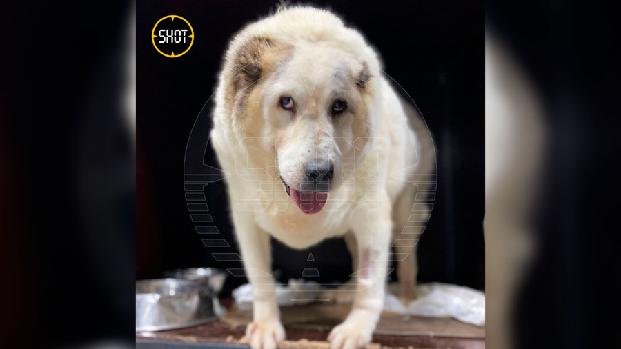 100-килограммовый пёс Кругетс похудел так, что ему позавидуют люди. Но этого всё равно мало