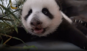 Малышка-панда из Московского зоопарка показала, как выглядит осознанный взгляд в 2 месяца
