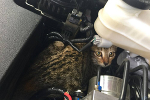 Спасатель раскрыл вкусный лайфхак, как выманить котёнка из-под капота машины