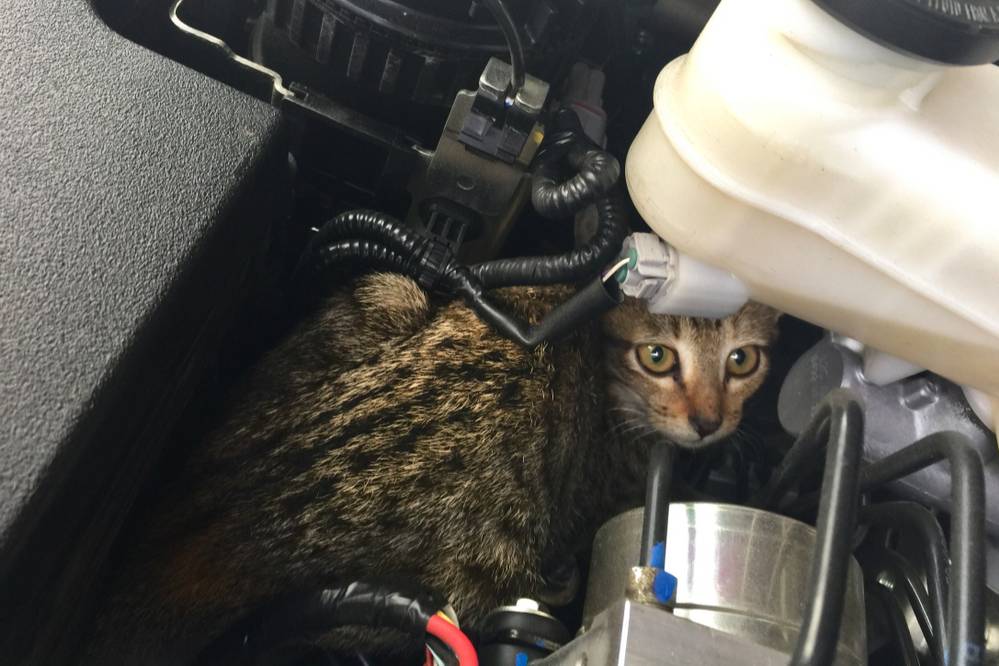 Спасатель раскрыл вкусный лайфхак, как выманить котёнка из-под капота машины