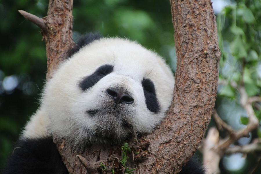Китай отправил двух панд — Юньчуань и Синьбао — в зоопарк в Сан-Диего. Обложка © Pixabay / Cimberley