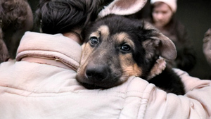 10 домашних фото из СССР, доказывающих, что без собаки уюта не построишь