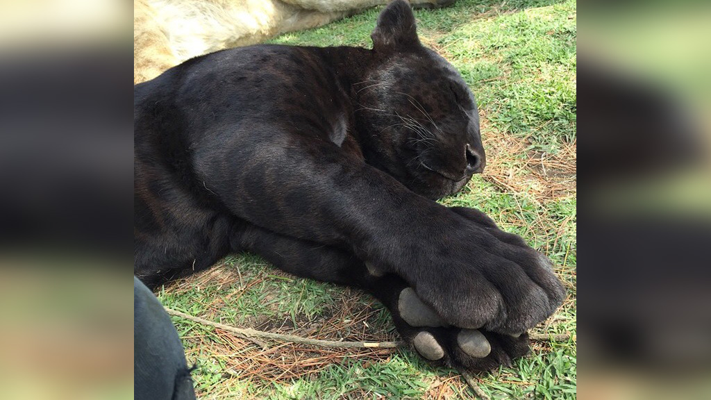 Фото © Reddit / yeeterskeeterpeepee