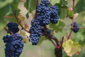 В России смогут определять место происхождения винограда в вине
