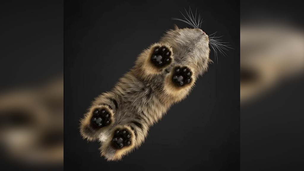 Фото © Reddit / Chasith