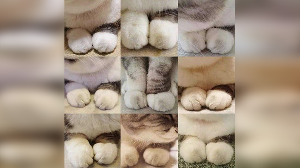 Фото © Reddit / mayaxs