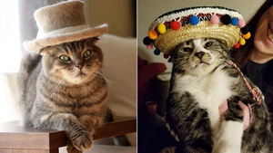 10 котов в шляпах, которые поразят вас своим чувством стиля 