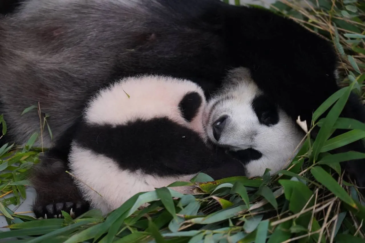 Малышка-панда из Московского зоопарка умилительно заснула в объятиях мамы
