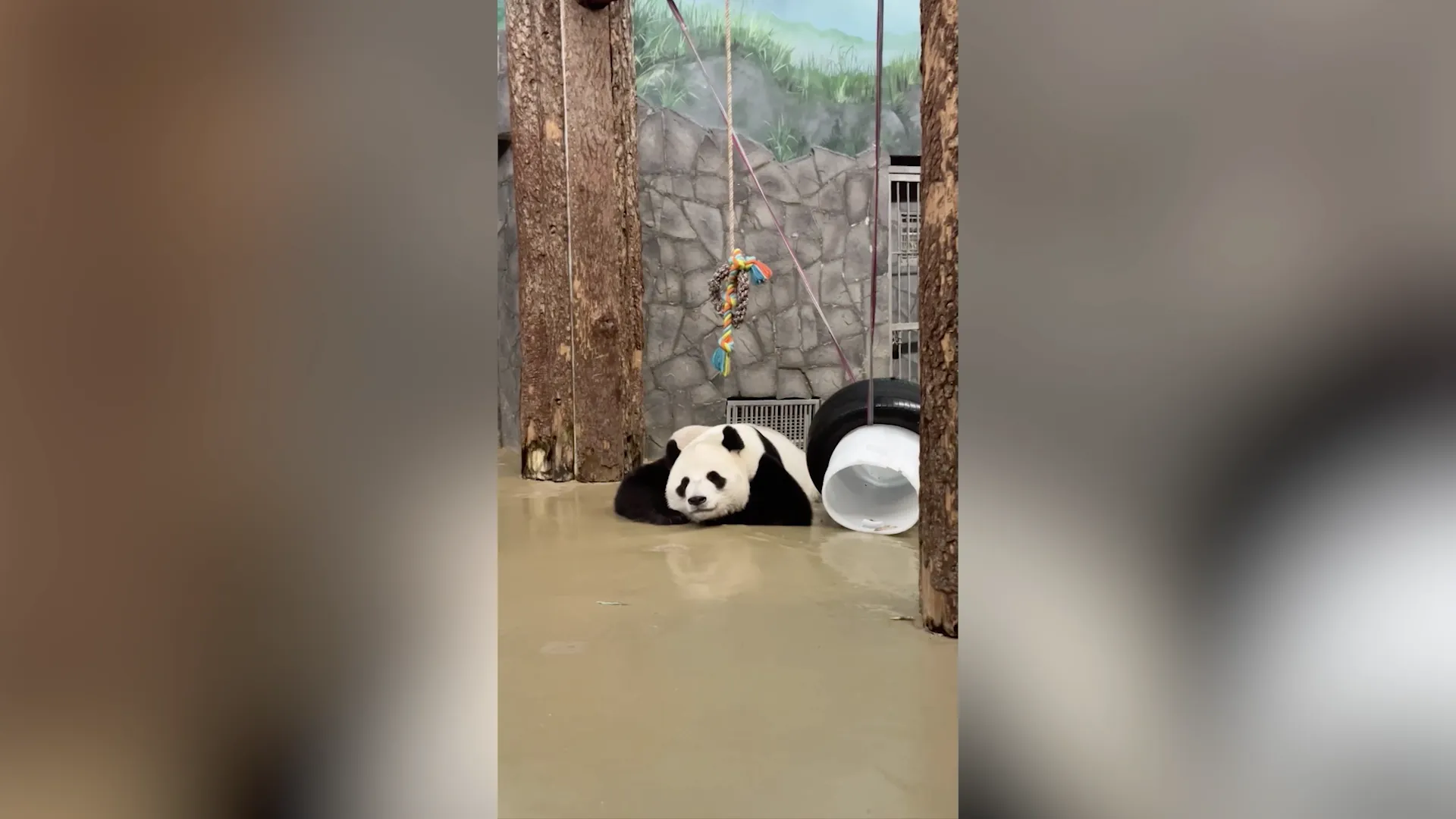 Появилось видео вечернего досуга панды Жуи, оно может вызвать приступ зависти