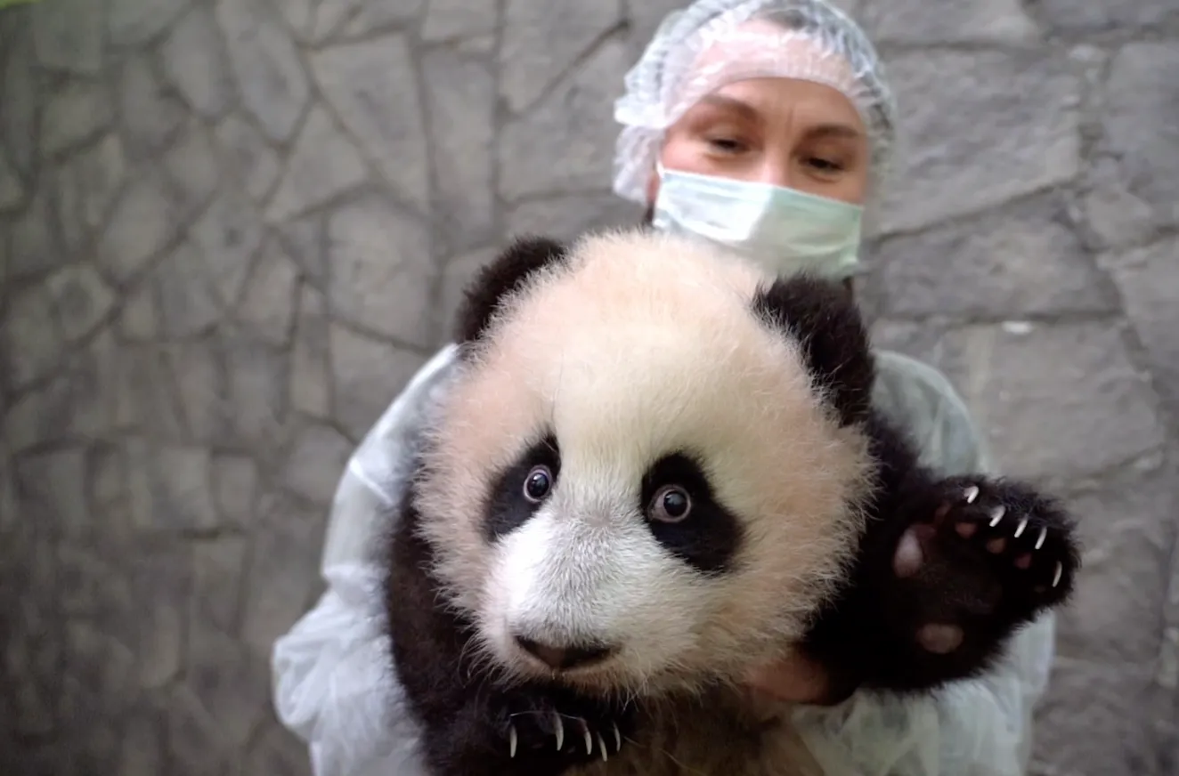 7,6 кг милоты: Малютка-панда на очередном осмотре показала острые когти и дикий нрав