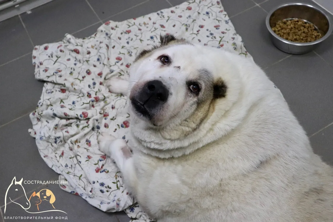 Некогда 100-килограммовый пёс Кругетс похудел до 64,4 кг в Нижнем Новгороде