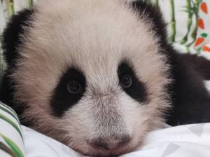 "Вместе с хвостиком": Малышка-панда из Московского зоопарка выросла до 70 сантиметров и ещё немного потолстела
