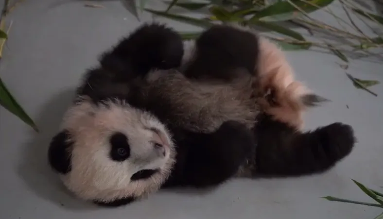 Вся в отца: Самозабвенные почесушки малютки панды сняли на видео