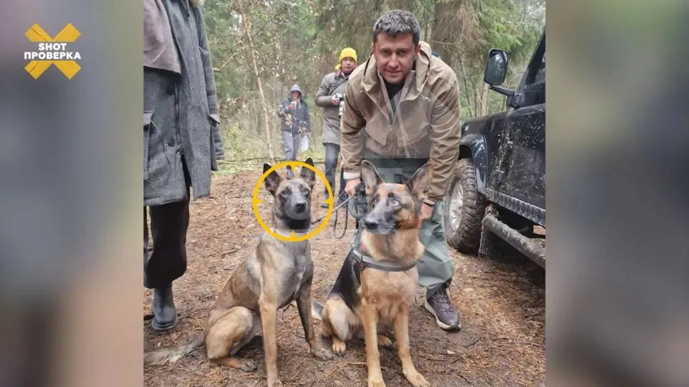 Горе-ветеринар из Химок едва не погубил собаку, снимавшуюся в кино с Прилучным
