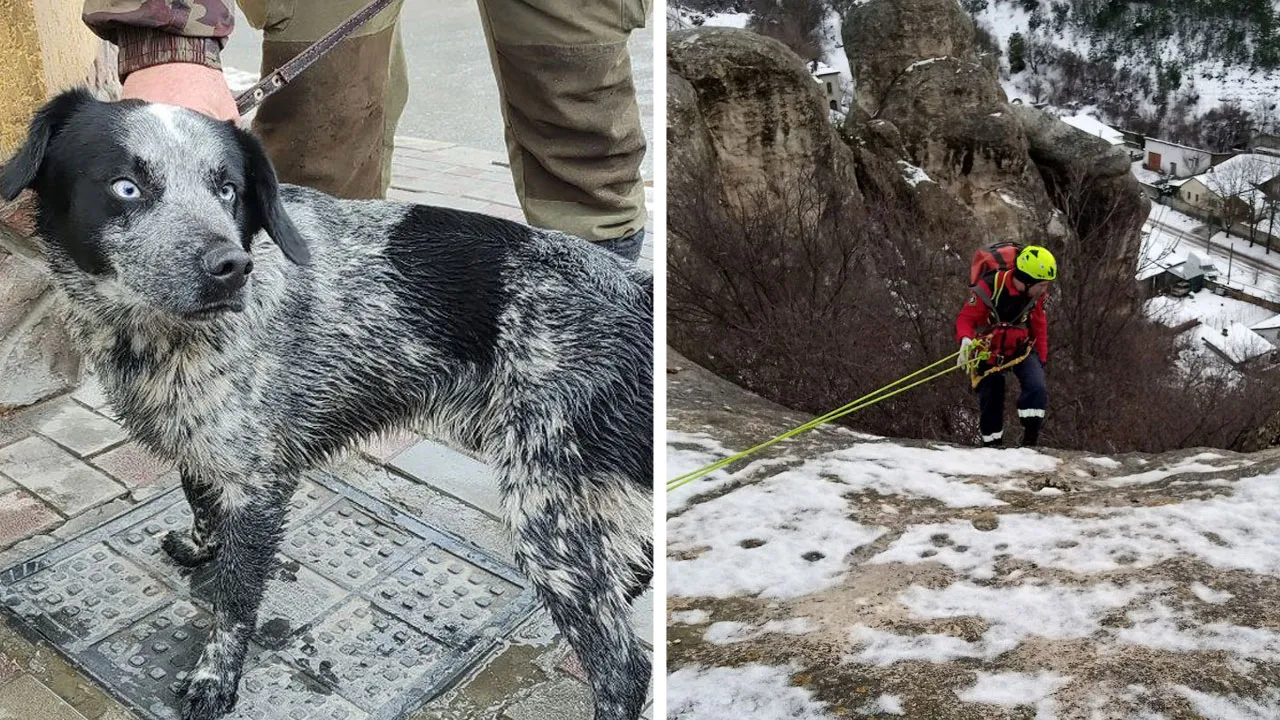 В Крыму спасли охотничью собаку, упавшую в ущелье скалы Копек-Баш