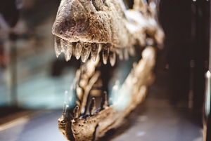 Динозавров обвинили в том, что человек не может дожить до ста лет