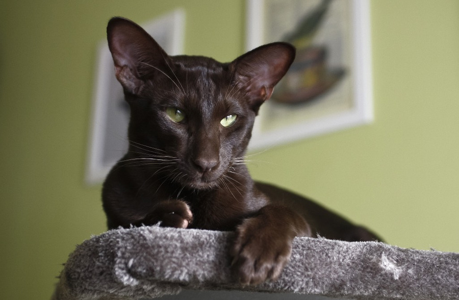 Порода гавана браун — кошки, которые считаются одними из самых умных. Фото © Shutterstock