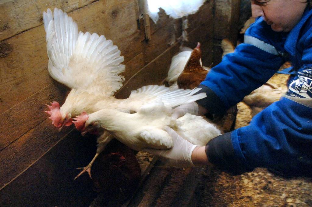 Над человечеством нависла новая угроза из-за эволюции птичьего гриппа