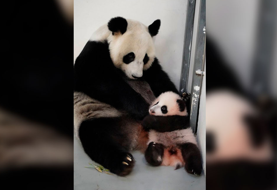 Малышка панда новости. Малышка панды Катюши при рождении фото.