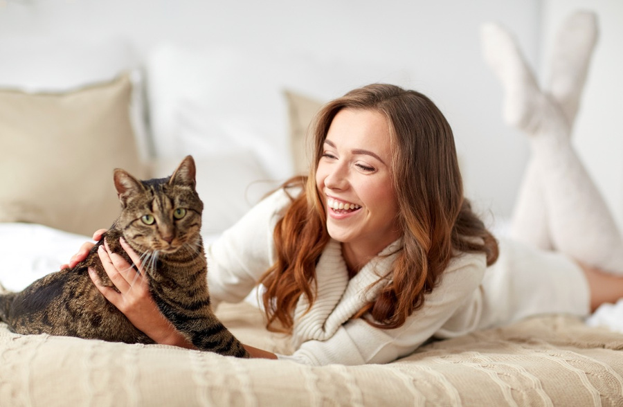 Самые умные породы кошек, которые точно вам понравятся. Обложка © Shutterstock