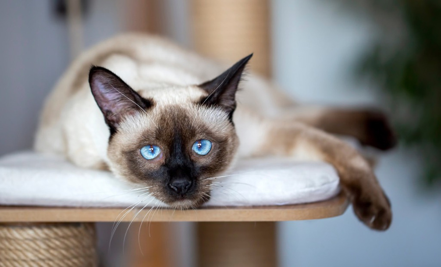 Интеллект сиамской кошки считается высоким относительно других пород. Фото © Shutterstock