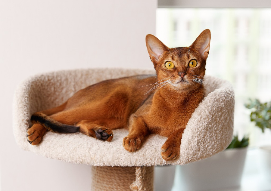 Абиссинская порода кошек отличается высоким IQ. Фото © Shutterstock