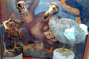 Учёные решили "воскресить" вымершую птицу додо с помощью генов голубя