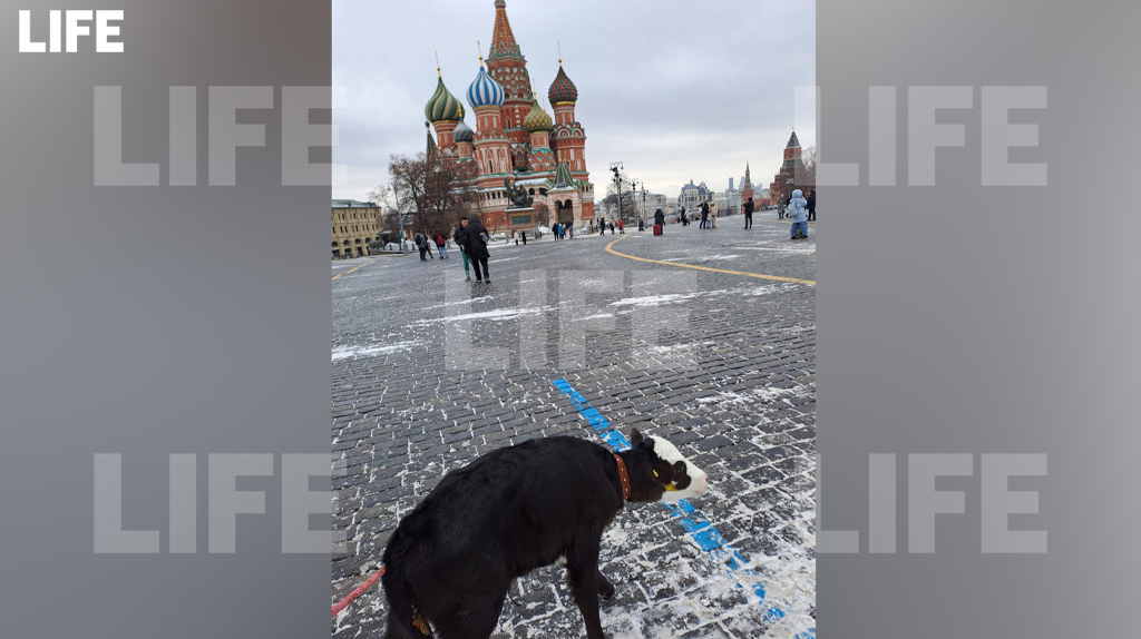 Гулявшую с телёнком по Красной площади американку могут депортировать из России